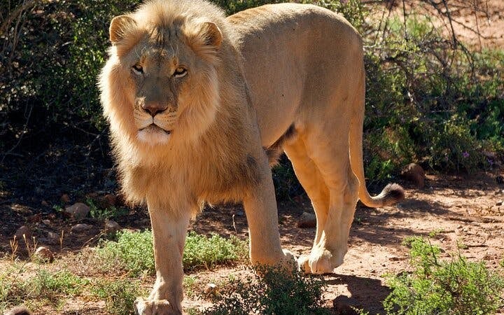 Garden Route Safari and Wildlife Tour from Cape Town with Oudtshoorn and Mossel Bay Visits Image 8