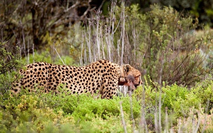 Garden Route Safari and Wildlife Tour from Cape Town with Oudtshoorn and Mossel Bay Visits Image 9