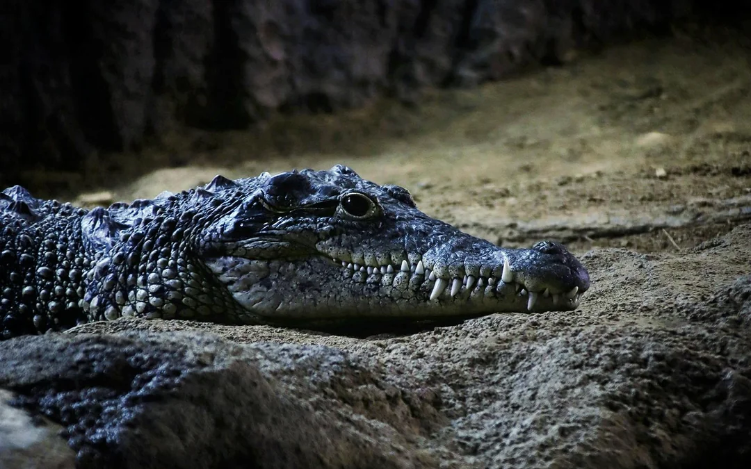 Gatorland Nighttime Flashlight Tour Image 2