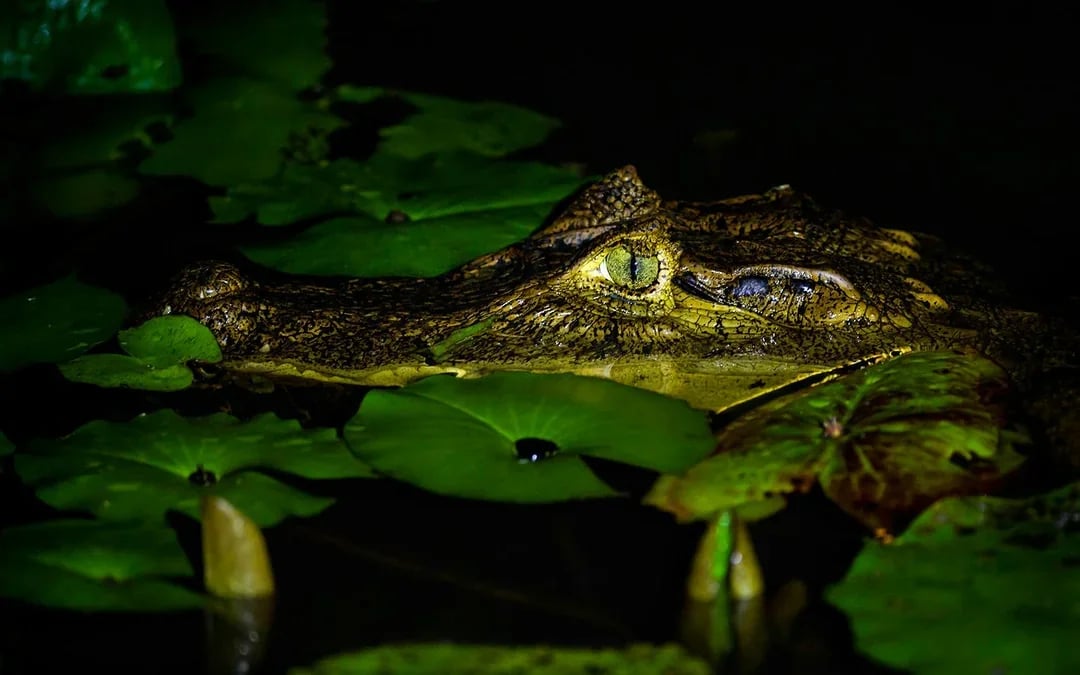 Gatorland Nighttime Flashlight Tour Image 4