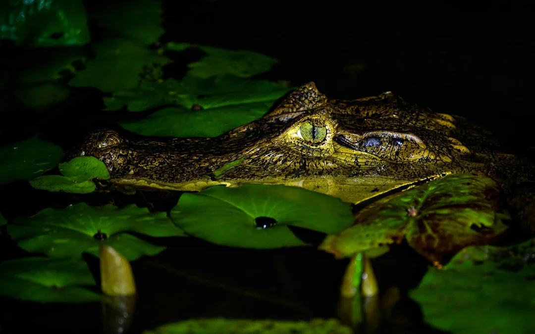Gatorland Nighttime Flashlight Tour Image 4