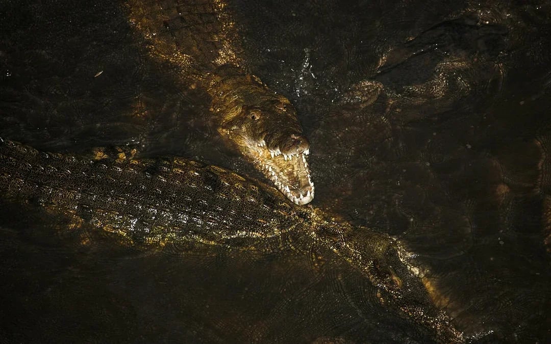 Gatorland Nighttime Flashlight Tour Image 5