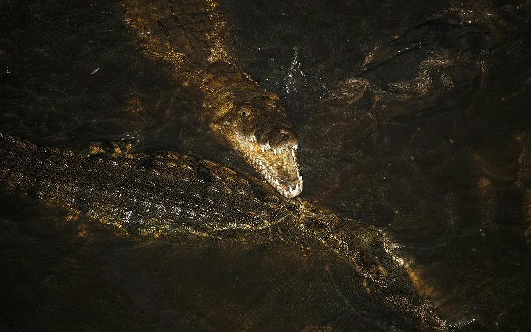Gatorland Nighttime Flashlight Tour Image 5