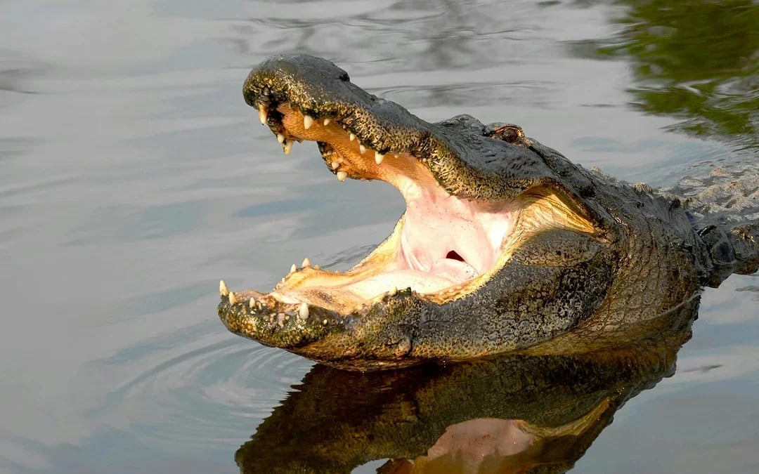 Gatorland Skip-the-Line Tickets Image 1