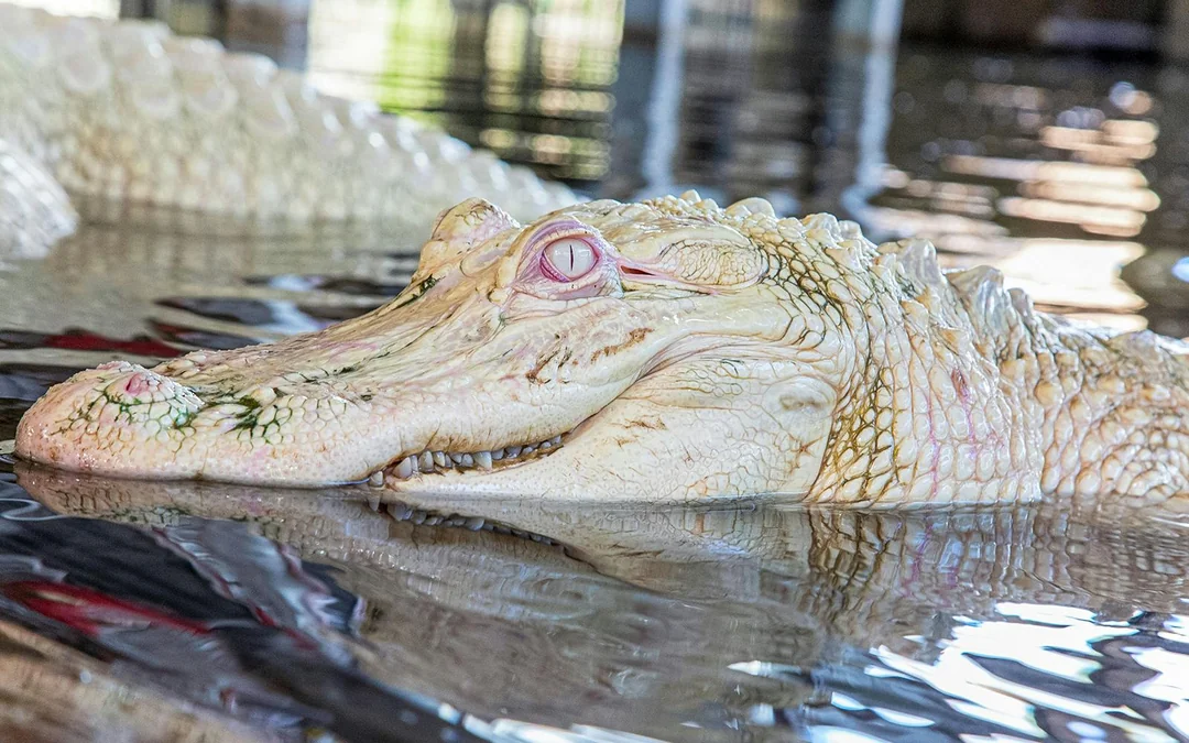 Gatorland Tickets with Screamin’ Gator Zip Line Access Image 8