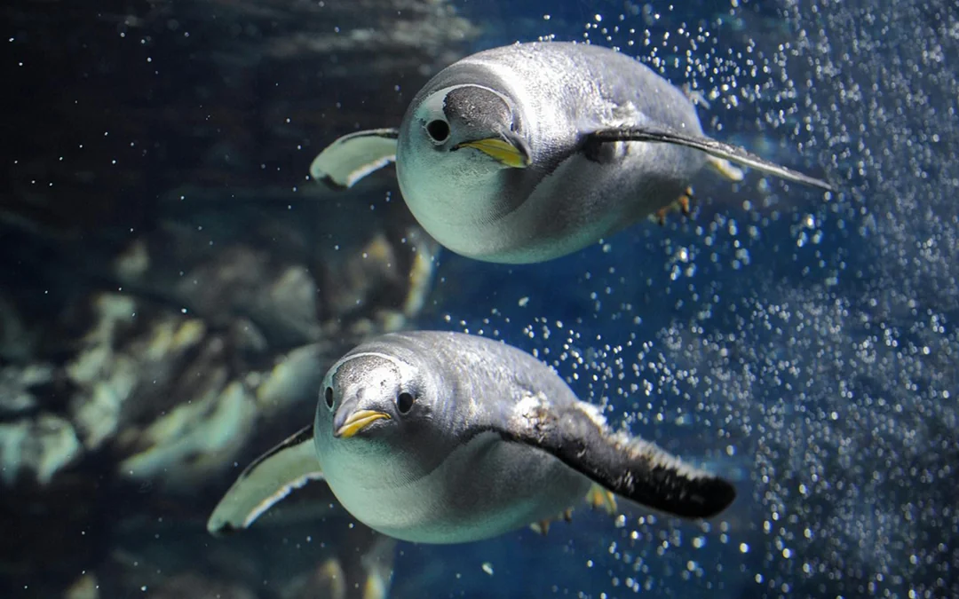 Genoa Aquarium Tickets Image 4