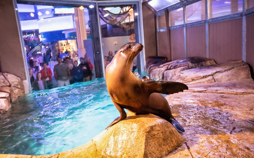 Georgia Aquarium Skip-the-Line Tickets Image 12