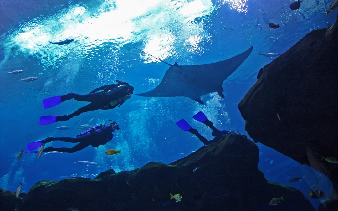 Georgia Aquarium Skip-the-Line Tickets Image 5