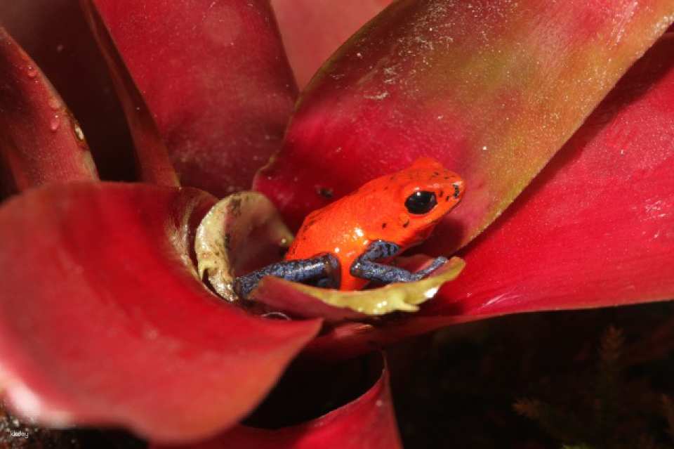 Get as much as JP¥200 off ! | KawaZoo Frog House Admission Ticket / Mutual Admission Ticket | Shizuoka, Japan