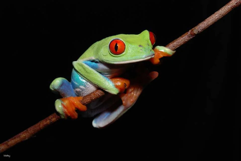 Get as much as JP¥200 off ! | KawaZoo Frog House Admission Ticket / Mutual Admission Ticket | Shizuoka, Japan