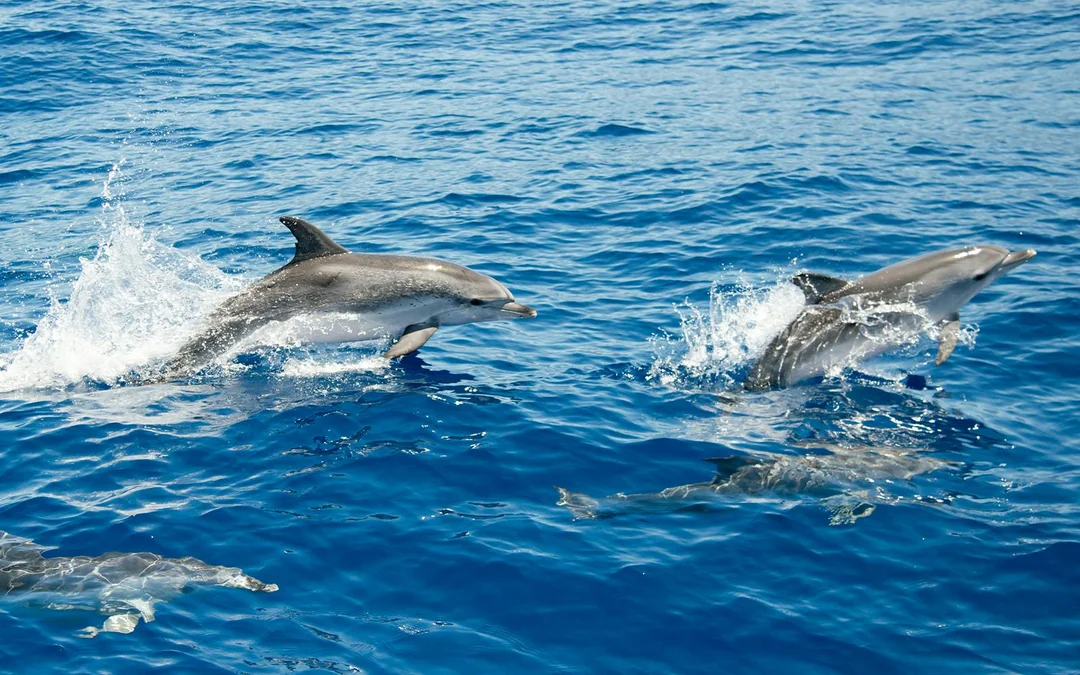 Giftun 3 Islands Yacht Tour with Dolphin Watching, Snorkeling, Lunch & Transfers Image 2