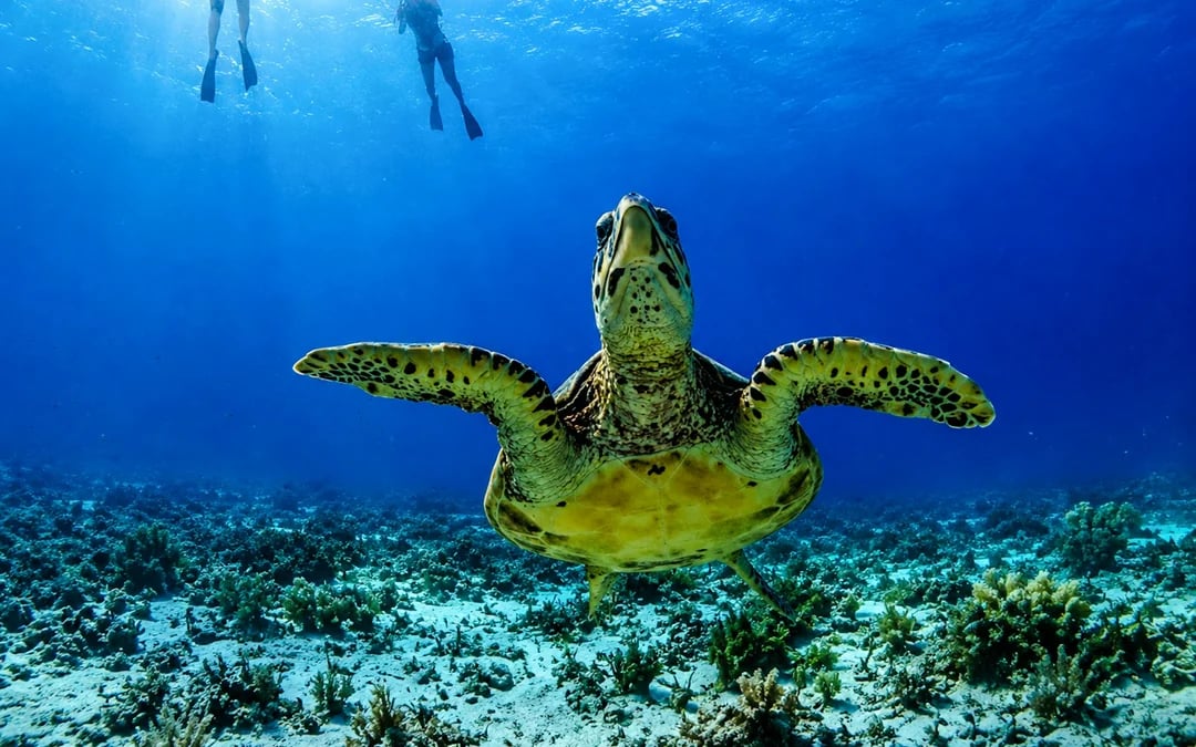 Gili Trawangan Private Glass-Bottom Boat Snorkeling Tour to Gili Meno Image 1