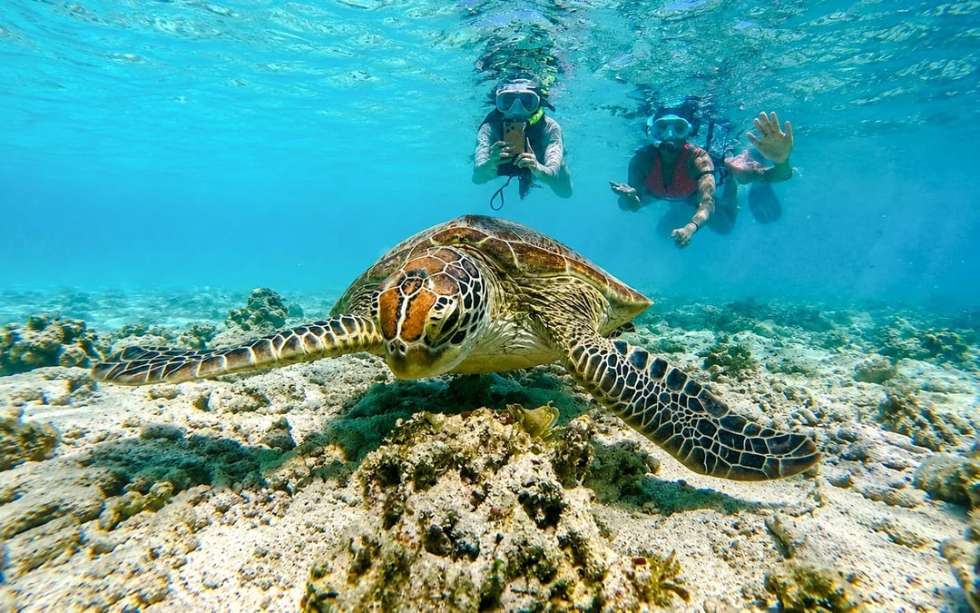 Gili Trawangan Private Glass-Bottom Boat Snorkeling Tour to Gili Meno Image 4