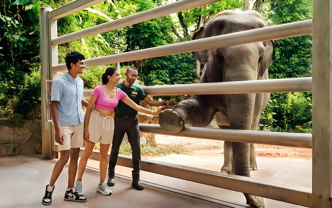 Glamping in the Wild: Reservoir Retreat at Mandai Wildlife Reserve Image 3