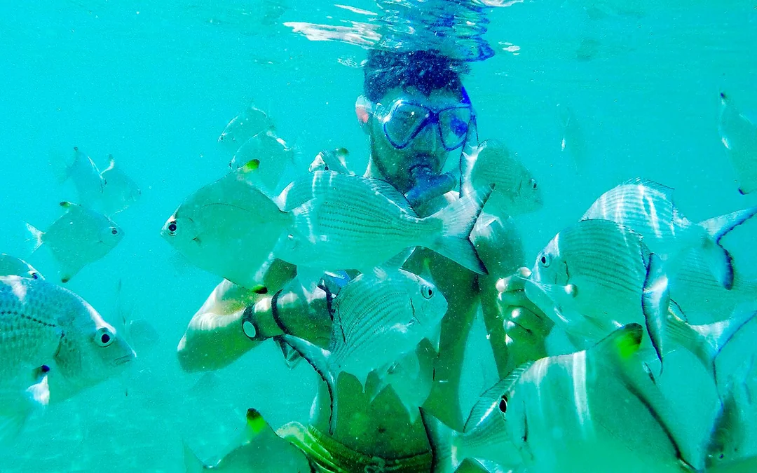 Gold Coast Dolphin Kayaking & Snorkel Tour Image 5