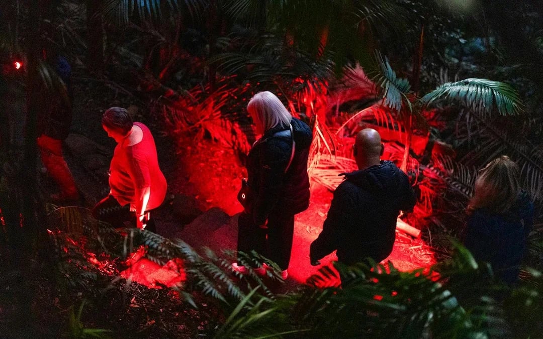 Gold Coast: Mt Tamborine Rainforest Night Walk with Glow Worms & Waterfall Image 3