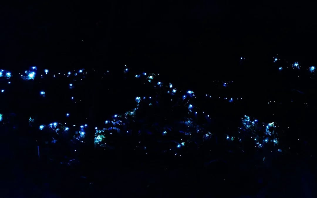 Gold Coast: Mt Tamborine Rainforest Night Walk with Glow Worms & Waterfall Image 7