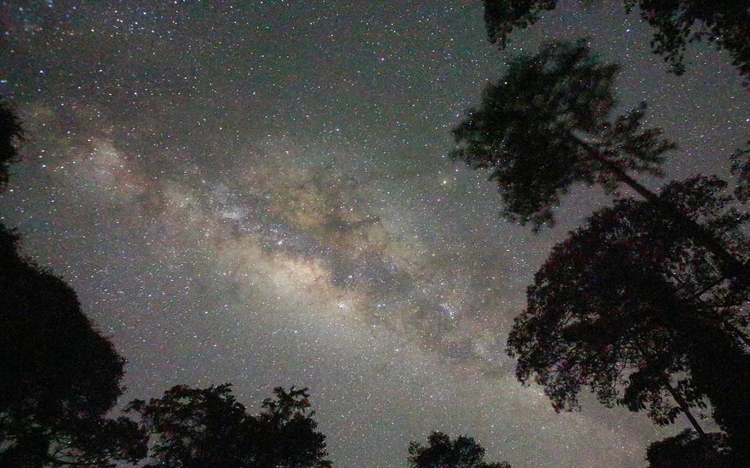 Gold Coast: Mt Tamborine Rainforest Night Walk with Glow Worms & Waterfall Image 9