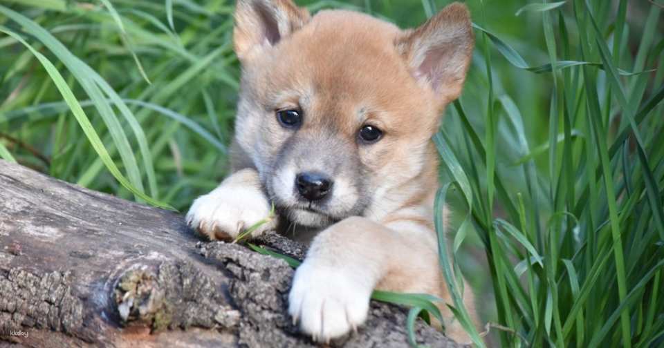Gorge Wildlife Park General Admission Tickets | Adelaide