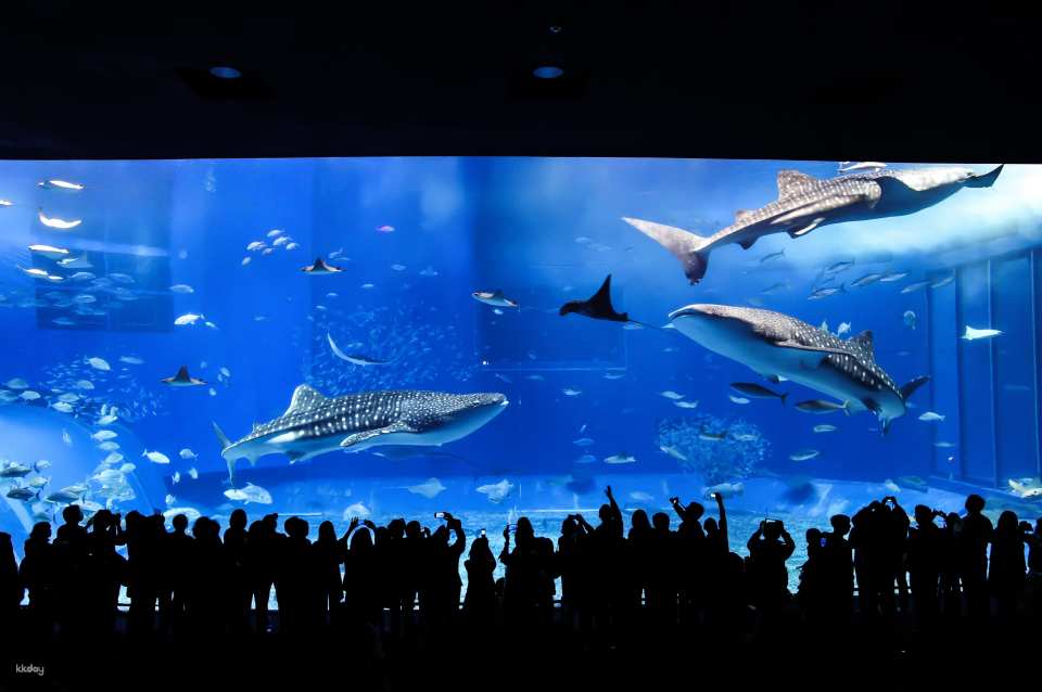 Okinawa Churaumi Aquarium Admission Ticket | Japan