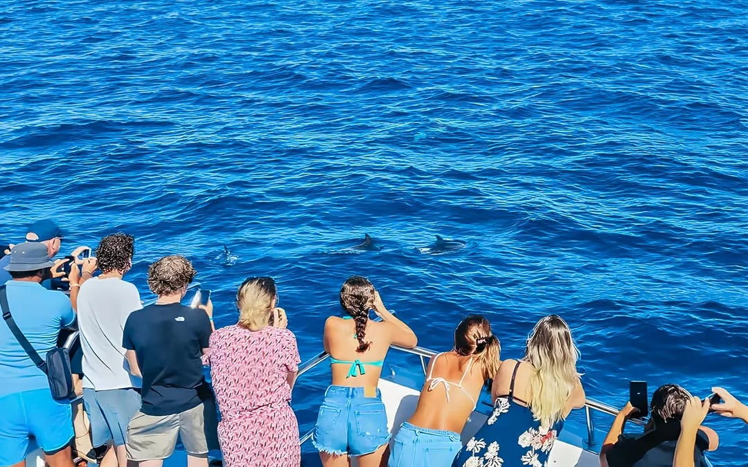 Gran Canaria: Dolphin & Whale Watching Cruise with Glass Bottom & Snorkeling Image 3