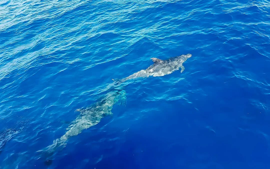 Gran Canaria: Dolphin & Whale Watching Cruise with Glass Bottom & Snorkeling Image 4