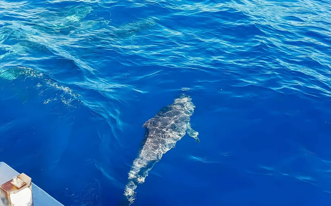 Gran Canaria: Dolphin & Whale Watching Cruise with Glass Bottom & Snorkeling Image 7