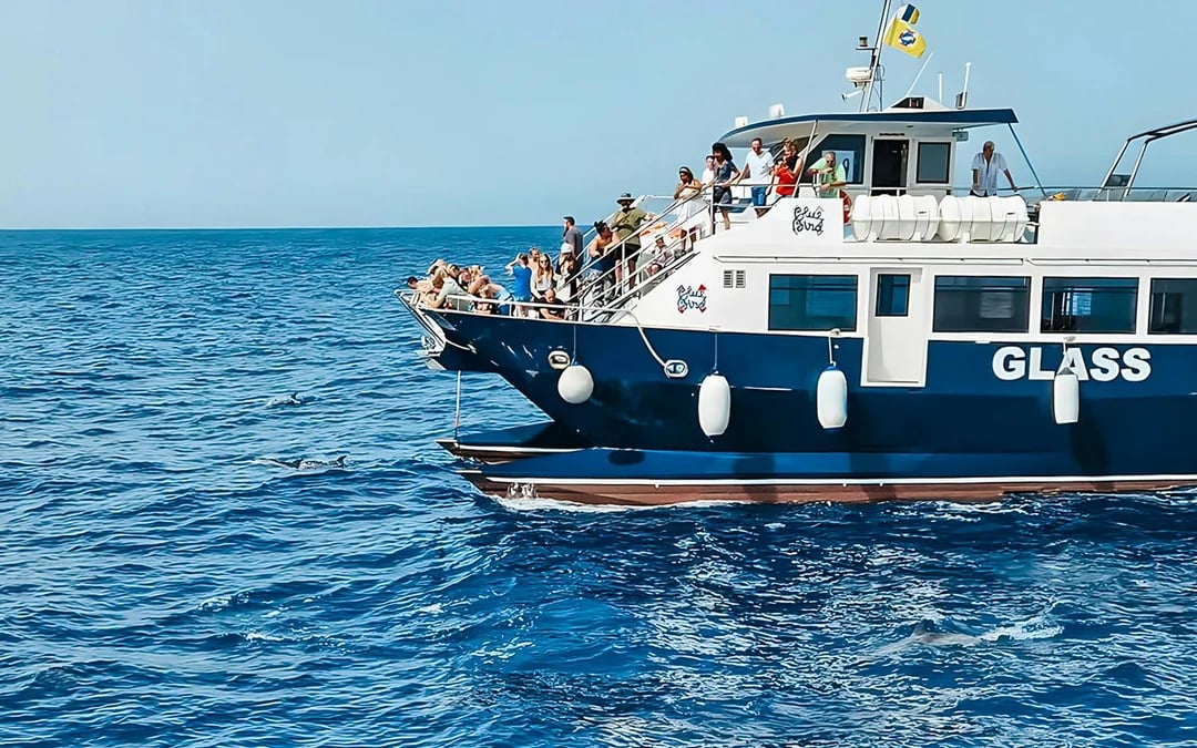 Gran Canaria: Dolphin & Whale Watching Cruise with Glass Bottom & Snorkeling Image 8