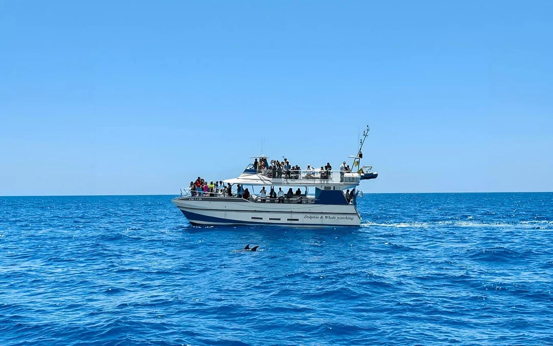 Gran Canaria: Dolphin & Whale Watching Cruise with Glass Bottom Viewing Image 2