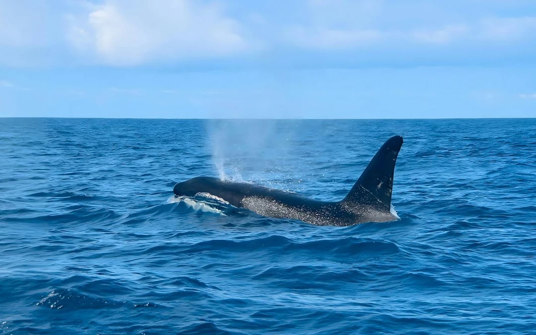 Gran Canaria: Dolphin & Whale Watching Cruise with Glass Bottom Viewing Image 3