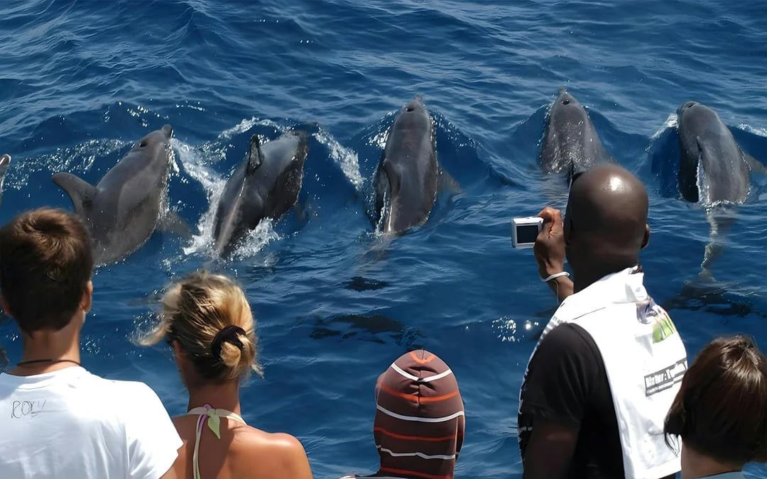 Gran Canaria: Dolphin & Whale Watching Cruise with Glass Bottom Viewing Image 4