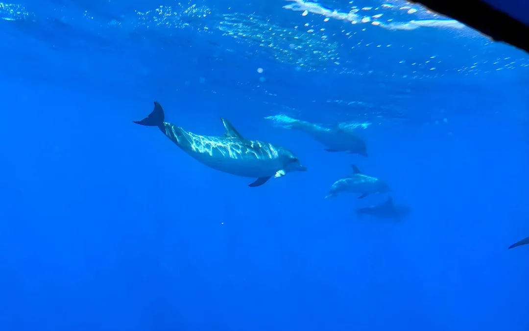 Gran Canaria: Dolphin & Whale Watching Cruise with Glass Bottom Viewing Image 5