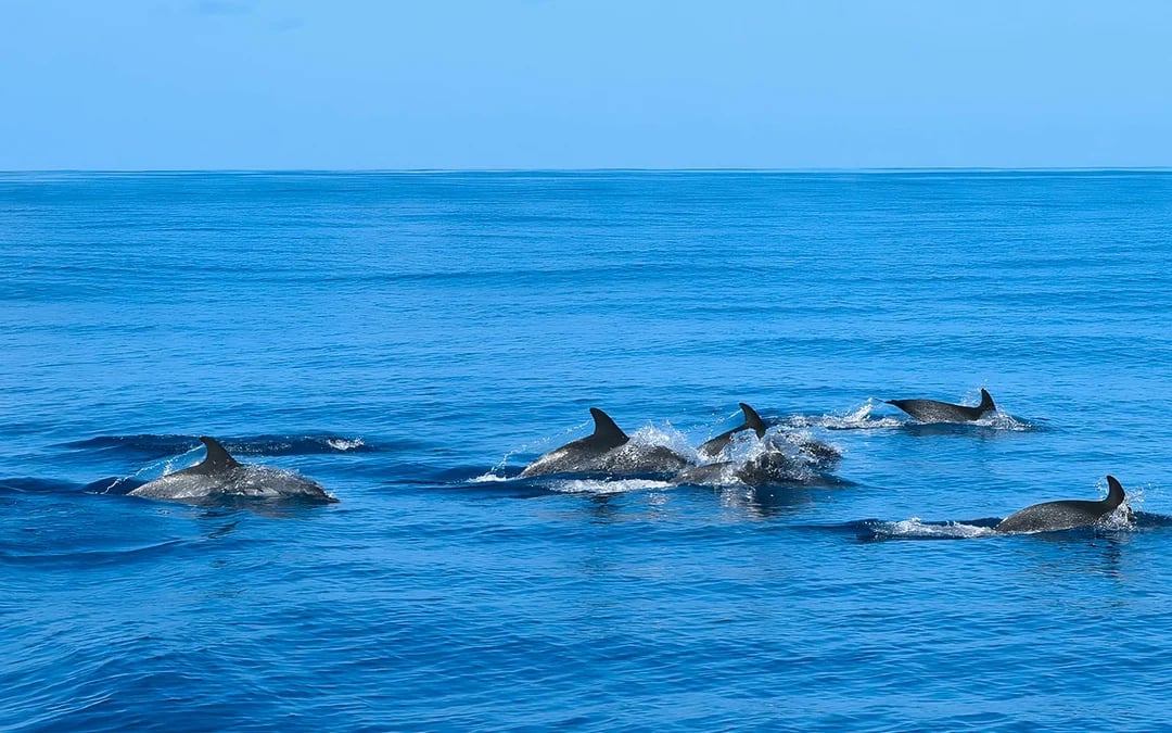 Gran Canaria: Dolphin & Whale Watching Cruise with Glass Bottom Viewing Image 6
