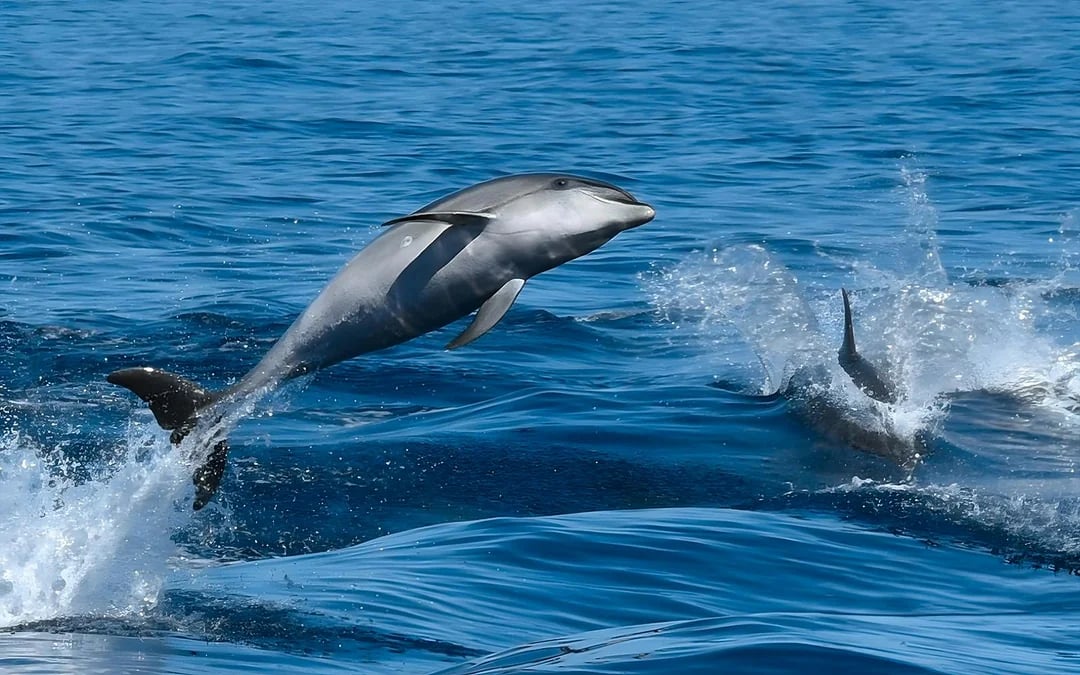 Gran Canaria: Dolphin & Whale Watching Cruise with Glass Bottom Viewing Image 7