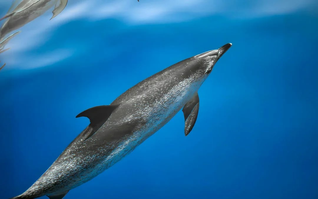 Gran Canaria: Dolphin & Whale Watching Cruise with Glass Bottom Viewing Image 8
