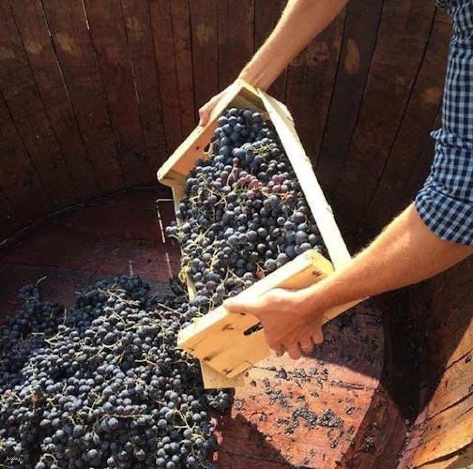 Grape stomping experience at Les Pastras