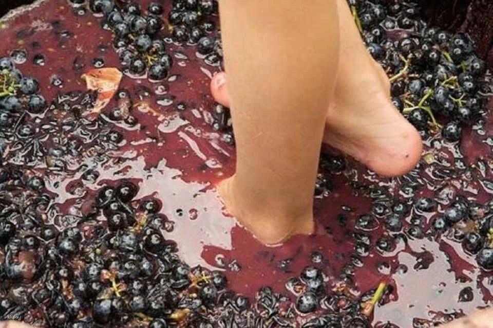 Grape stomping experience at Les Pastras