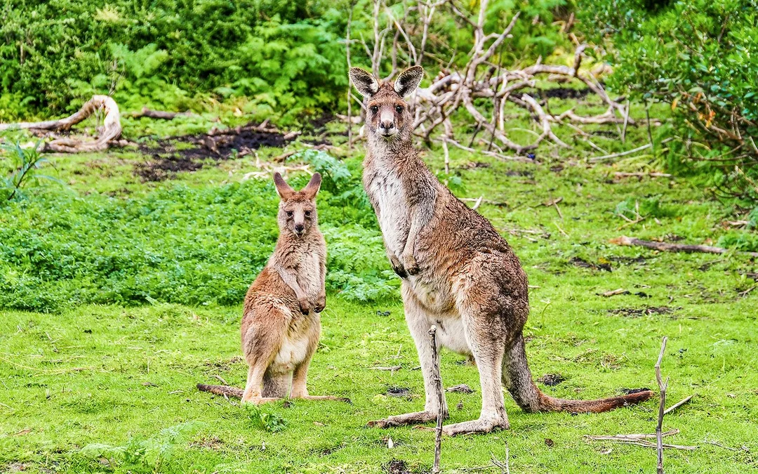 Great Ocean Road & 12 Apostles Reverse Tour with Lunch
 Image 4
