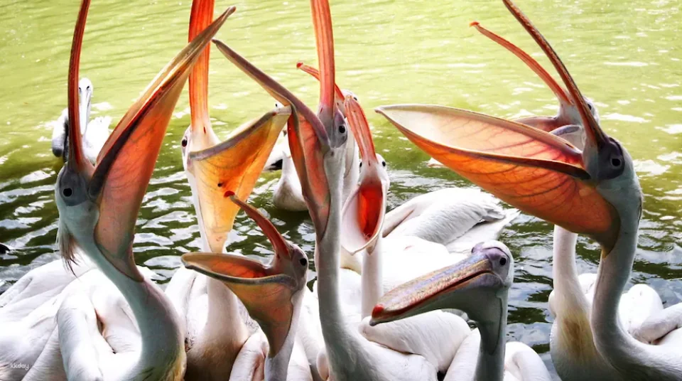 Guangzhou Chimelong Bird Park Tickets | Exclusive Offer: Free AIRSIM Global Data Card