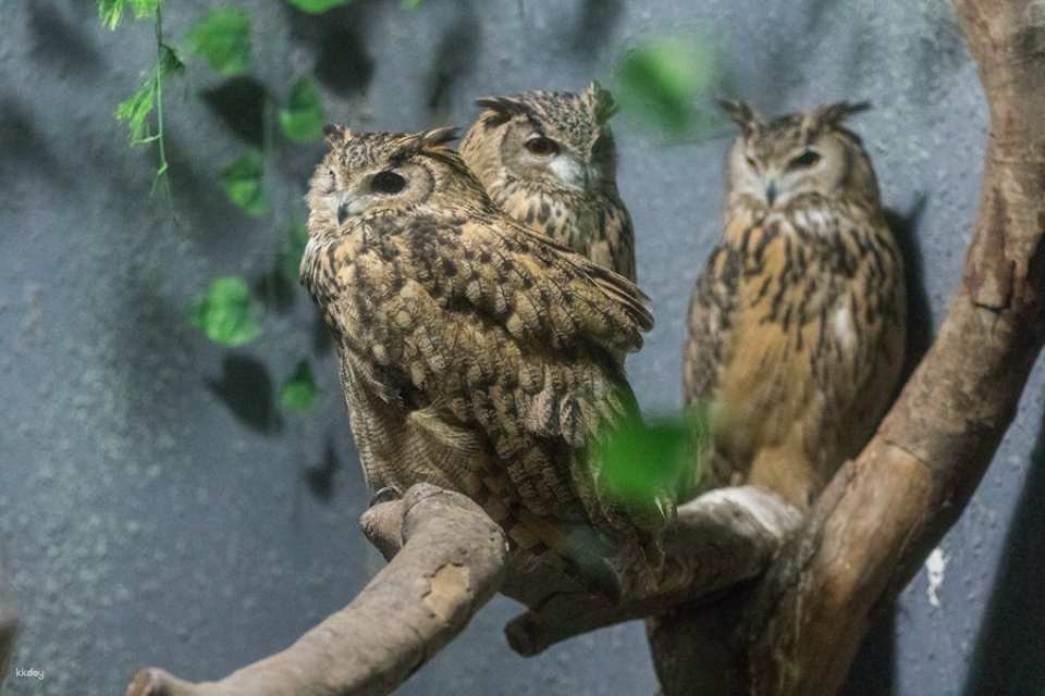 Guangzhou Chimelong Bird Park Tickets | Exclusive Offer: Free AIRSIM Global Data Card