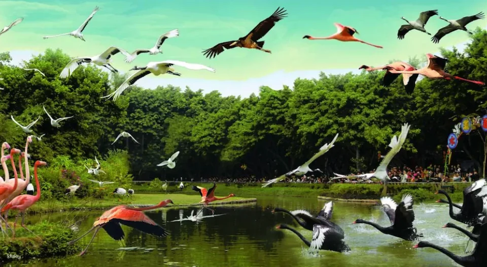 Guangzhou Chimelong Bird Park Tickets | Exclusive Offer: Free AIRSIM Global Data Card