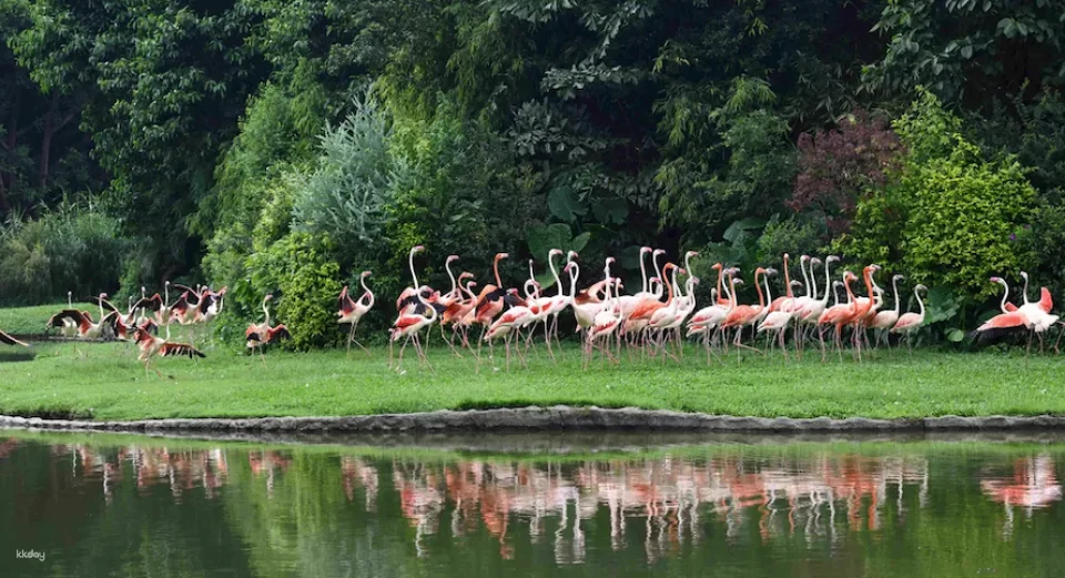 Guangzhou Chimelong Bird Park Tickets | Exclusive Offer: Free AIRSIM Global Data Card