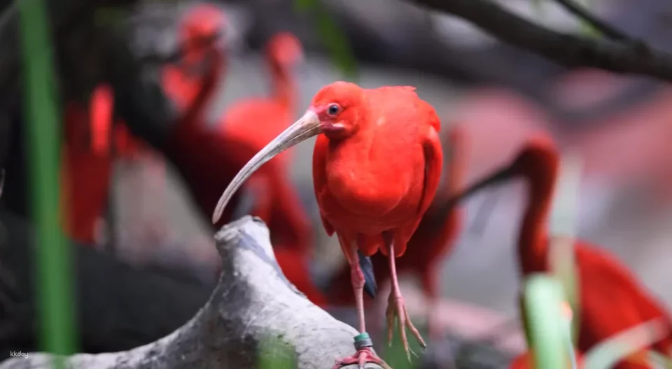 Guangzhou Chimelong Bird Park Tickets | Exclusive Offer: Free AIRSIM Global Data Card