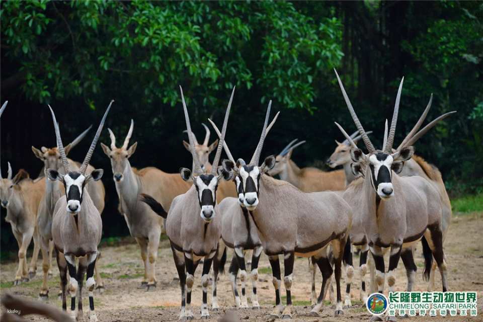 Guangzhou Chimelong Safari Park Ticket | Exclusive Offer with FREE AIRSIM Global Data SIM Card