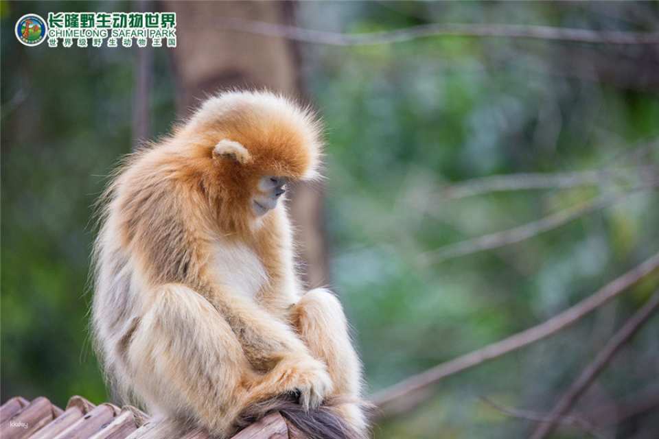 Guangzhou Chimelong Safari Park Ticket | Exclusive Offer with FREE AIRSIM Global Data SIM Card