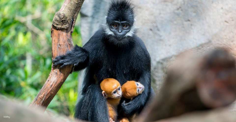 Guangzhou Chimelong Safari Park Ticket | Exclusive Offer with FREE AIRSIM Global Data SIM Card
