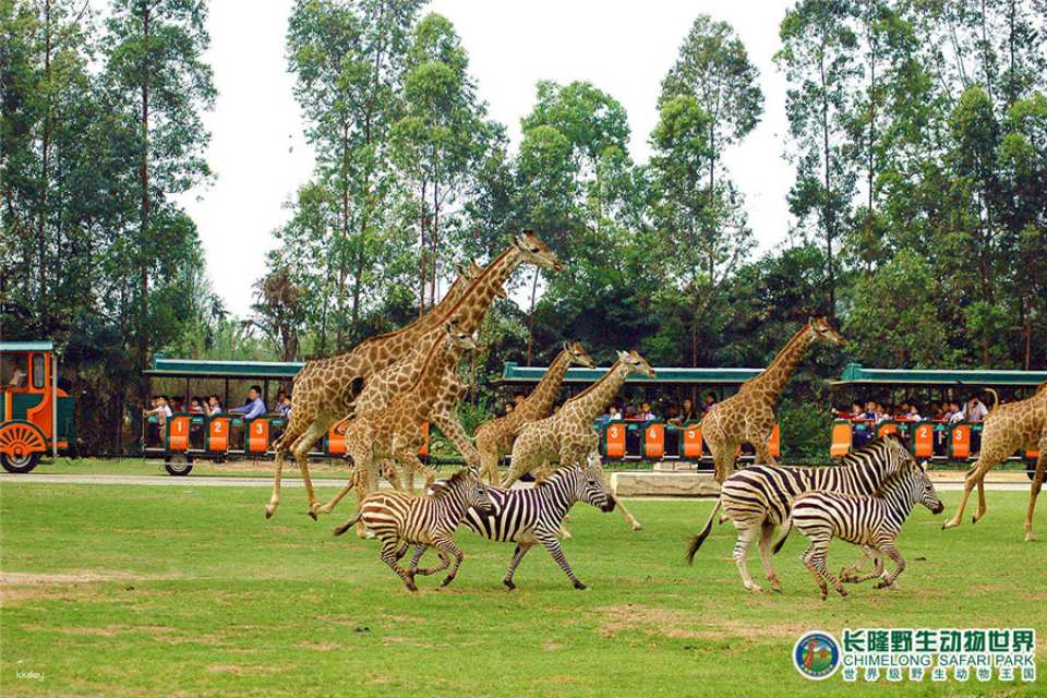 Guangzhou Chimelong Safari Park Ticket | Exclusive Offer with FREE AIRSIM Global Data SIM Card