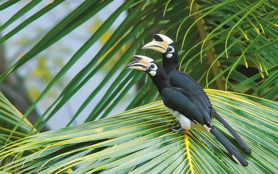 Guided Bird Watching Tour in Langkawi with Round-Trip Transfers Image 1
