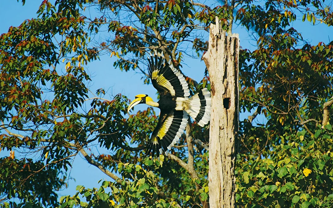 Guided Bird Watching Tour in Langkawi with Round-Trip Transfers Image 2