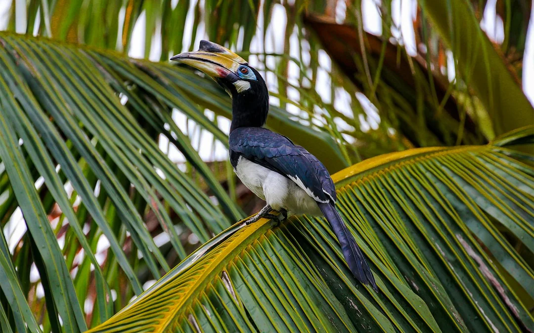 Guided Bird Watching Tour in Langkawi with Round-Trip Transfers Image 3
